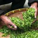 Journée internationale du thé, ce sera le 21 mai